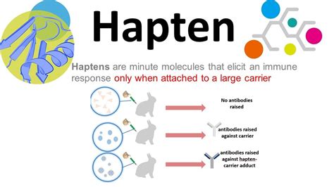 Haptens (what are haptens?) - YouTube