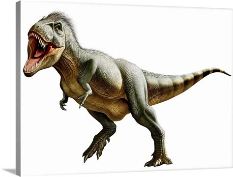 Tyrannosaurus Rex, a genus of coelurosaurian theropod dinosaur Wall Art ...