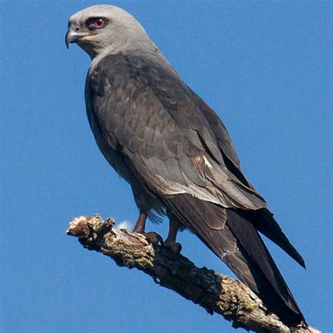 6 Species of Hawks in Mississippi (With Pictures) - Wildlife Informer