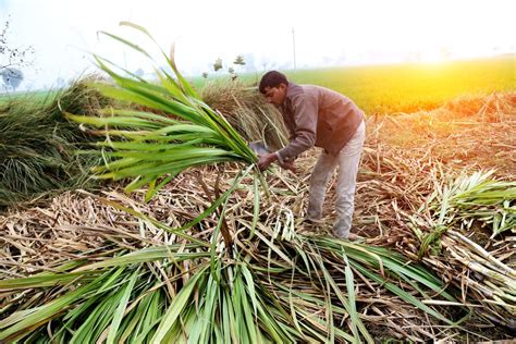 Sugar mills yet to clear Rs 2,400 crore pending dues of last two seasons to cane growers ...