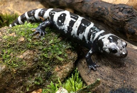 Marbled Salamander • Florida Wildlife Federation