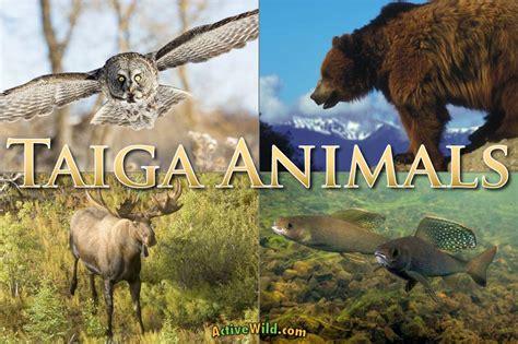 Taiga Animals: List Of Animals That Live In The Taiga Biome With Pictures