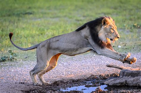 Jumping Lion by Arend van der Walt / 500px