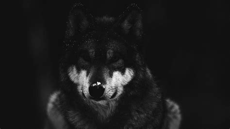 Dark Wolves Wallpapers - Wallpaper Cave