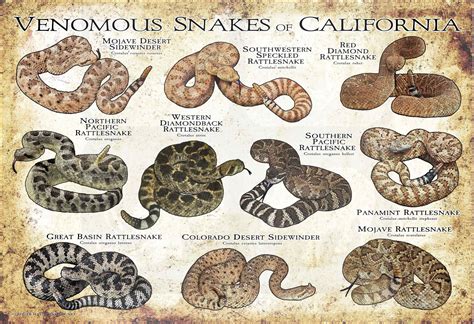 Venomous Snakes in California – Nature Blog Network