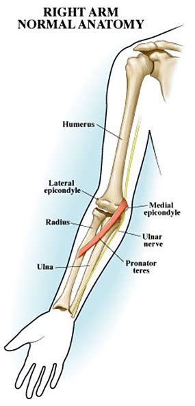 Elbow Pain, Anatomy & Injury | Body Works Sports Physiotherapy