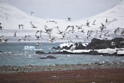 Where Does the Arctic Tern Migrate to? - American Oceans