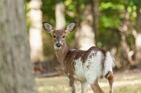 VIDEO: Rare Piebald Deer Captured on Video in Western Montana