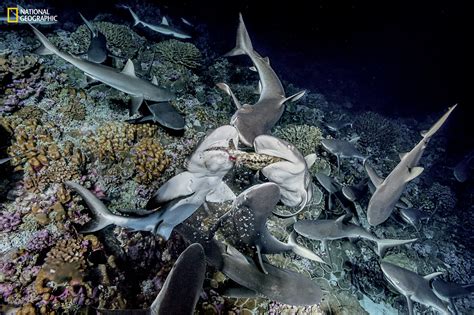 Rare Photos of a Shark Feeding Frenzy | PetaPixel