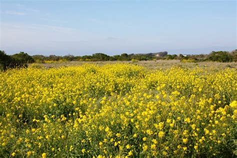 Salinas River National Wildlife Refuge, Salinas, CA - California Beaches