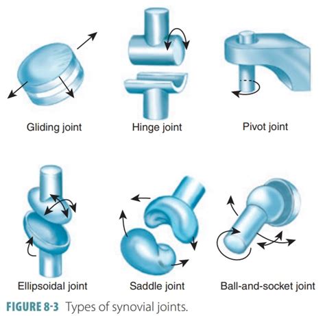 Types Of Synovial Joints