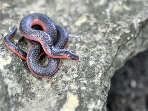 Missouri Snakes Identification Guide (Everything to Expect)