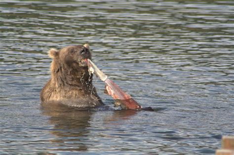 Bear eating salmon, Alaska | Bears prize the skin more than … | Flickr