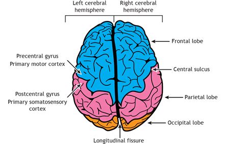 Brain Anatomy – Introduction to Neuroscience