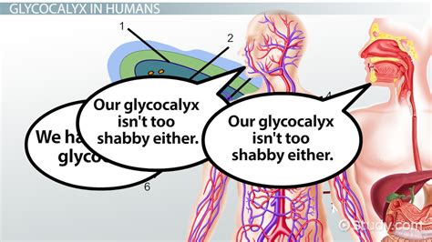 Glycocalyx: Definition & Function - Video & Lesson Transcript | Study.com