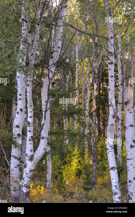 Sunset in the aspen trees Stock Photo - Alamy