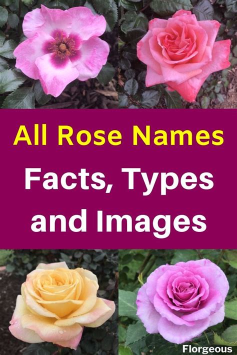 Rose Names, Facts, Types and Images | Rose varieties, Types of roses, Types of rose bushes