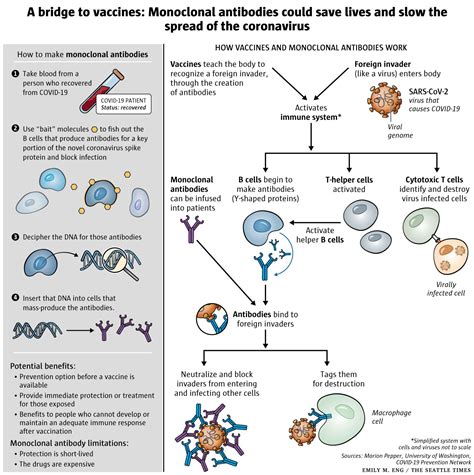 Monoclonal antibodies could fill the COVID-19 treatment gap until ...