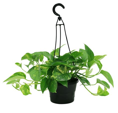 Plants with Benefits Live Green Pothos Plant in 6in. Grower Pot - Walmart.com