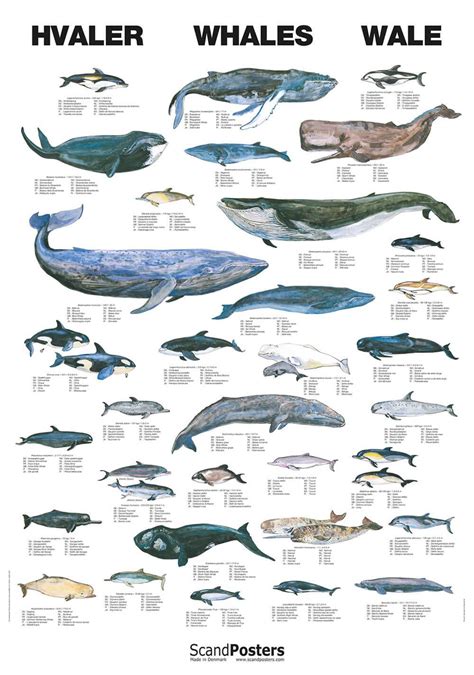 Buy Whale Poster online here | Linaa