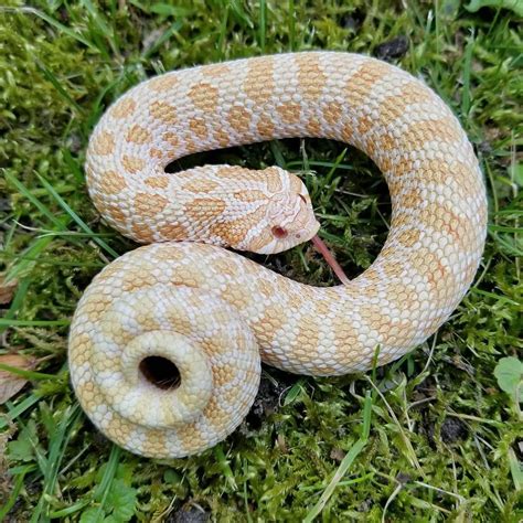 Lavender Hognose Snake : 1000+ images about Cute Snakes! on Pinterest ...