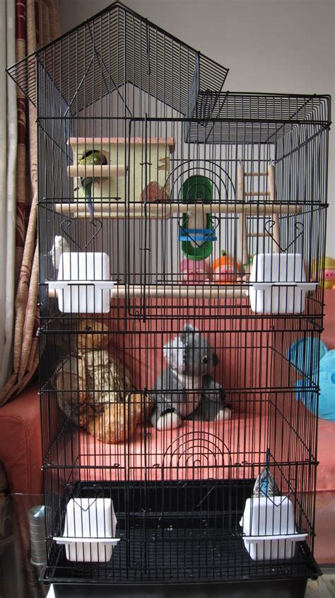 good budgie cages Cheaper Than Retail Price> Buy Clothing, Accessories and lifestyle products ...