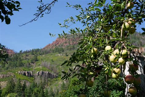 How Craft Cider Is Helping Save Colorado’s Historic Apple Trees