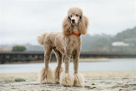 Poodle Dog Breed Information