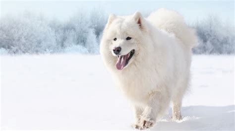 Most Expensive Dog Breeds in the World - Prudent Pet Insurance