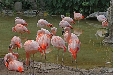 Pictures and information on Chilean Flamingo