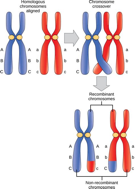 During metaphase I the homologous chromosomes are arranged in the Homologous Chromosomes ...