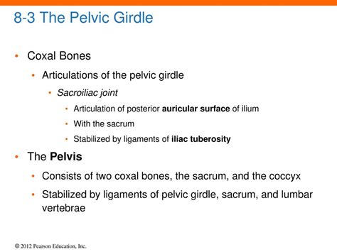 8 The Appendicular Skeleton. - ppt download