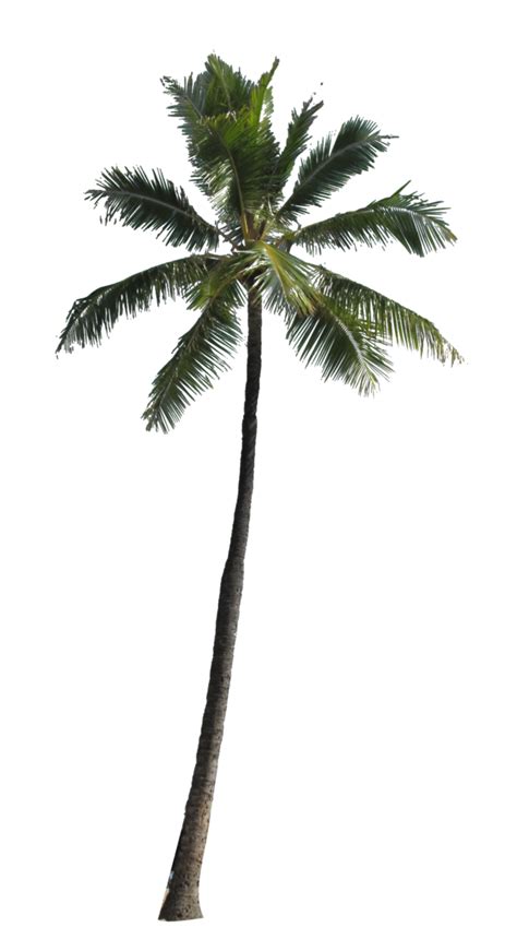 Palm Tree PNG Image | PNG All