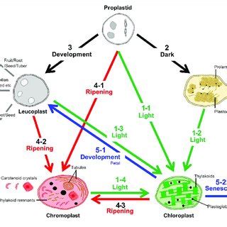 (PDF) Diversity of Plastid Types and Their Interconversions