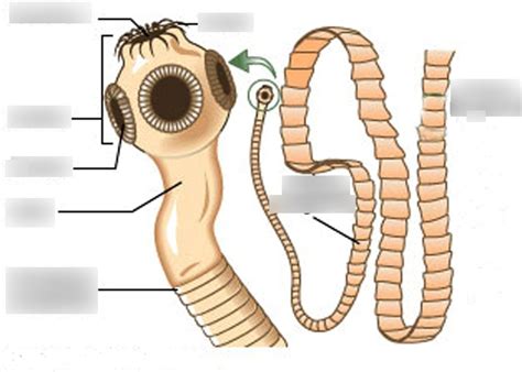 Tapeworm Labeled