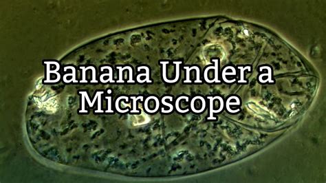 Banana Under a Microscope - Plant Cell Structure - YouTube