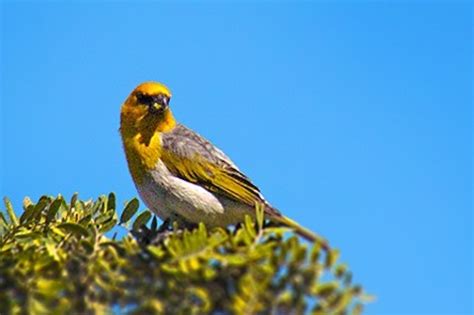 Habitat Protection Work for Endangered Palila Taking Place Feb. 17-18 on Big Island : Maui Now