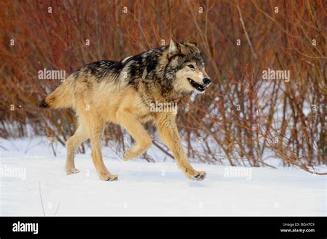 Grey Wolf (Canis lupus)- captive in winter habitat, Bozeman, Montana Stock Photo: 27423881 - Alamy