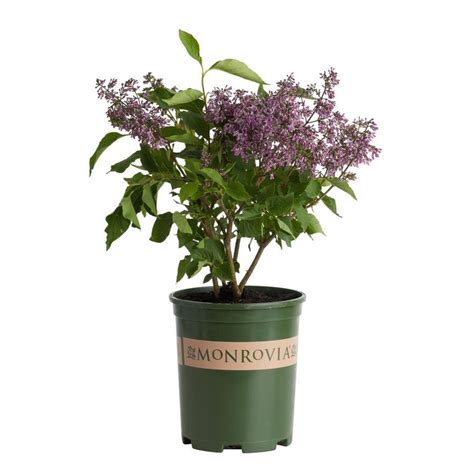 Monrovia Pink Miss Kim Korean Lilac Flowering Shrub in Pot (With Soil) at Lowes.com