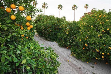 Orange Trees In Grove, Mission, Texas Photograph by Larry Ditto - Fine ...