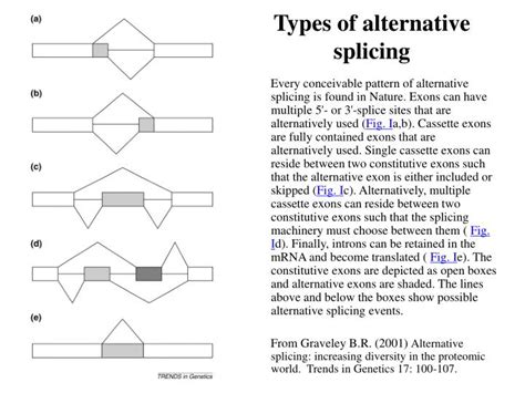 PPT - POLYADENYLATION PowerPoint Presentation - ID:1286195