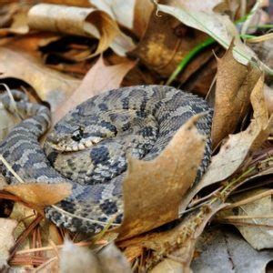 eastern hognose snake range map Archives - BackWater Reptiles | Lizards Monitor