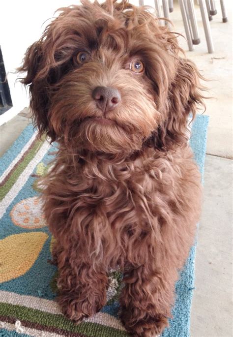 Black Cockapoo Puppy Turning Brown - sassydiarypost