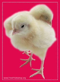 Chickens Psd - Free Downloads and Add-ons for Photoshop