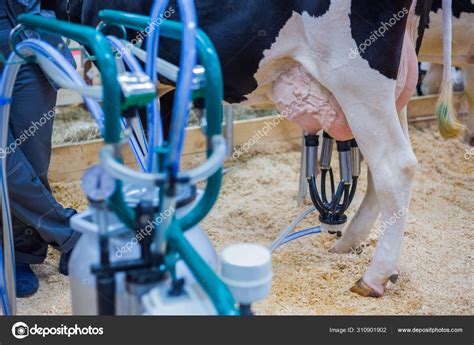 Automated milking equipment at dairy farm Stock Photo by ©Zyabich 310901902