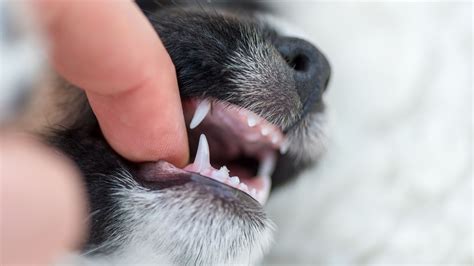 Healthy dog gums vs unhealthy: what to look for | PetsRadar