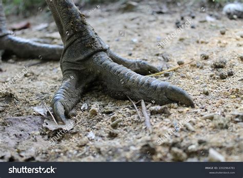 339 Emu Claws Images, Stock Photos & Vectors | Shutterstock