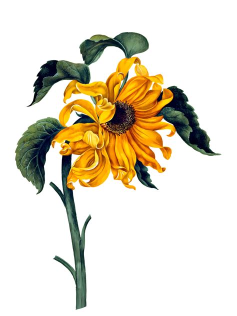 Sunflower Free Stock Photo - Public Domain Pictures