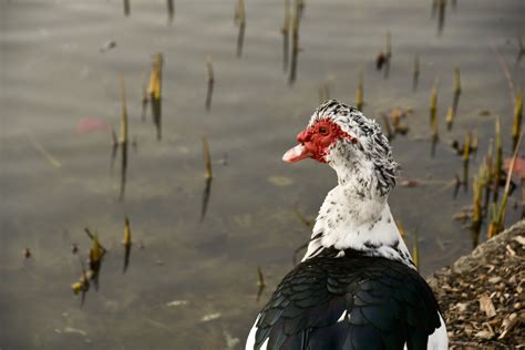 Muscovy Duck Free Stock Photo - Public Domain Pictures