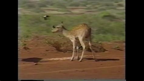 Anakala Pilipo Solatorio and Molokai Ranch Wildlife Reserve 1972-1997 : Akaku Maui : Free ...